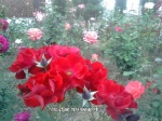Imrankhan439 Flowers8